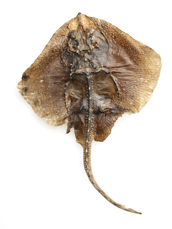 Dried skate